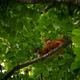 This ‘Map of Life’ Shows Where Undiscovered Species May Be Lurking